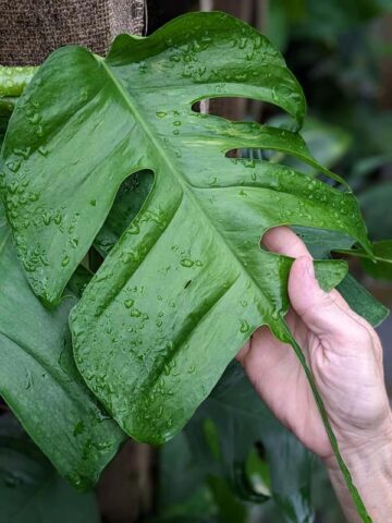 Select Epipremnum Stingray Plant