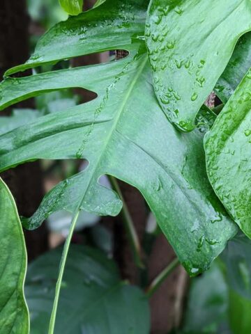 Alternative view of Select Epipremnum Stingray Plant