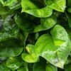 Global Green Pothos (epipremnum aureum)