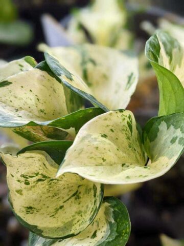 Alternative view of NEW! Excellent Variegation, Japan Global White Pothos (epipremnum aureum)