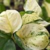 NEW! Excellent Variegation, Japan Global White Pothos (epipremnum aureum)