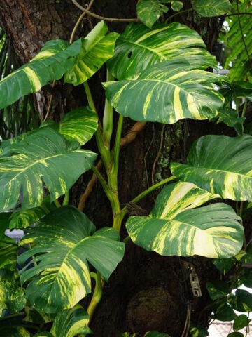Iconic Hawaiian Gold Queen Pothos Plant (epipremnum aureum)