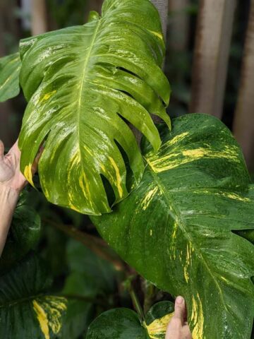 Alternative view of Iconic Hawaiian Gold Queen Pothos Plant (epipremnum aureum)