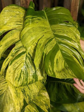 A+ Color Jessenia Hawaiian Pothos Plant (epipremnum aureum)