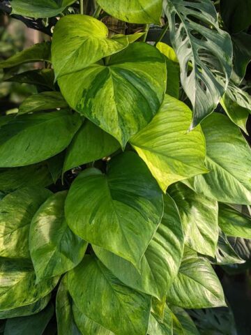 Alternative view of A+ Color Jessenia Hawaiian Pothos Plant (epipremnum aureum)
