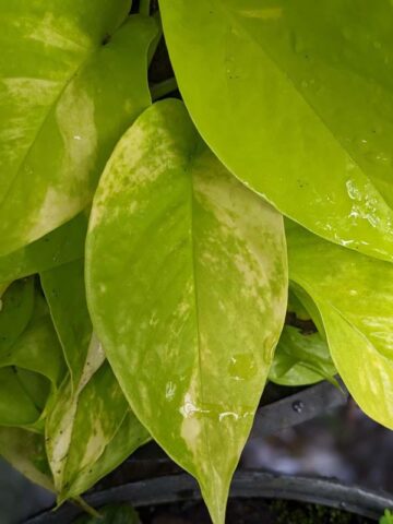 Alternative view of Variegated Neon Pothos Plant (epipremnum aureum)