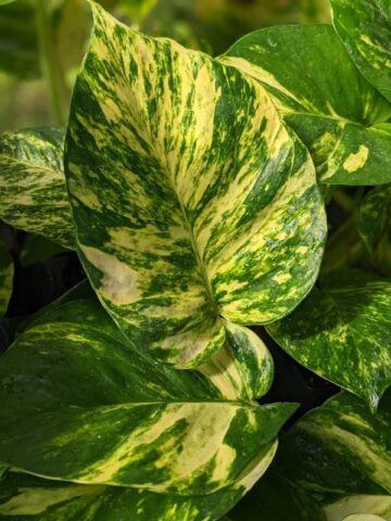 NEW Ovalifolia Maui Gold Pothos Plant (epipremnum aureum)
