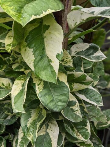 Pearls and Jade Plant (epipremnum aureum)