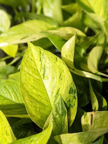 A+ Color South Beach, Florida Pothos Plant (epipremnum aureum)