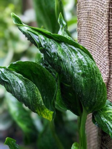 Alternative view of Shangri-la Variegated Pothos Plant (epipremnum aureum)