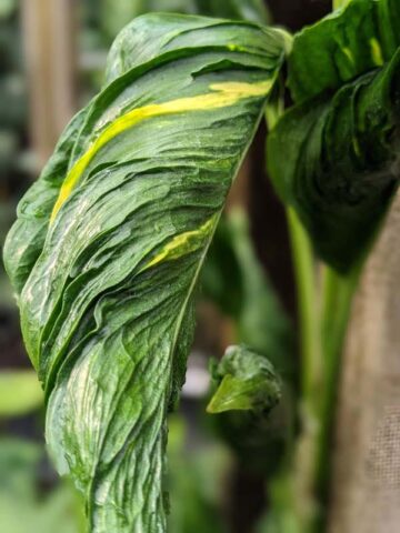 Shangri-la Variegated Pothos Plant (epipremnum aureum)