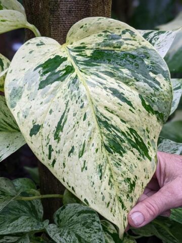 Marble Queen Pothos Plant (epipremnum aureum)