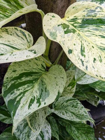 Alternative view of Marble Queen Pothos Plant (epipremnum aureum)