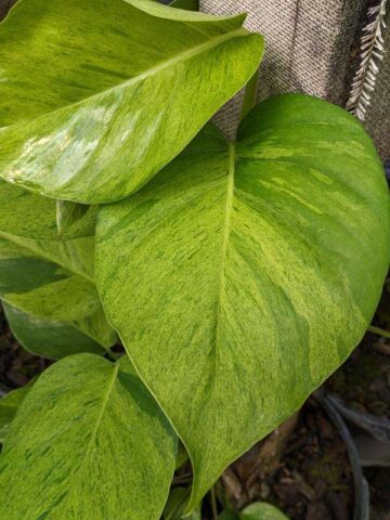 Alternative view of NEW Japan Carnival Pothos Plant (epipremnum aureum)
