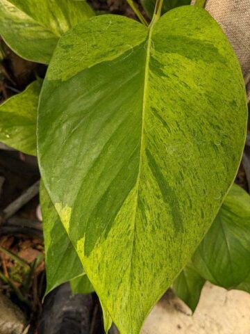 NEW Japan Carnival Pothos Plant (epipremnum aureum)