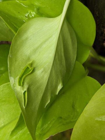 NEW Japan Champs Elysees Pothos Plant (epipremnum aureum)