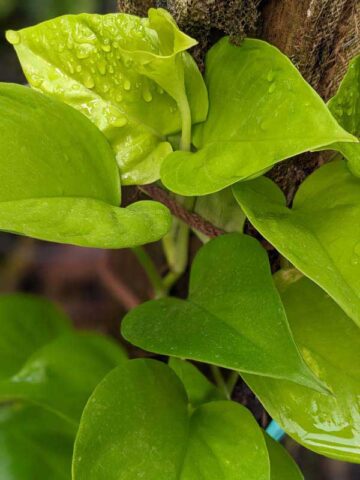 Alternative view of NEW Japan Champs Elysees Pothos Plant (epipremnum aureum)
