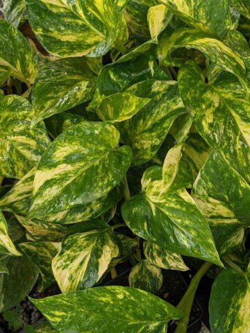 Alternative view of NEW Japan Bumpy Golden Pothos Plant (epipremnum aureum)