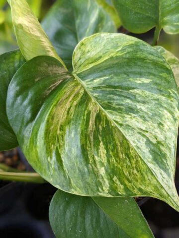 NEW Japan Fanfare Pothos Plant (epipremnum aureum)