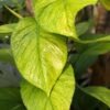 NEW Japan Hanahana Pothos Plant (epipremnum aureum)