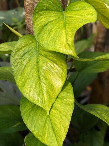 NEW Japan Hanahana Pothos Plant (epipremnum aureum)