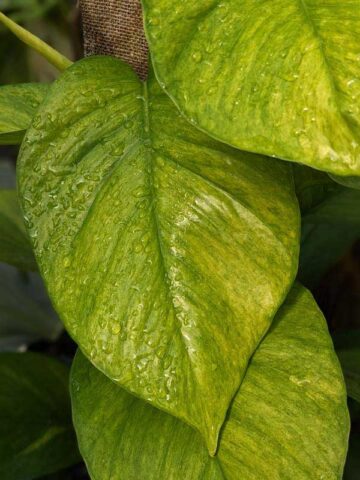 Alternative view of NEW Japan Hanahana Pothos Plant (epipremnum aureum)