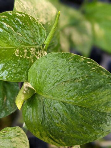 Alternative view of NEW Japan Bumpy Linda Pothos Plant (epipremnum aureum)