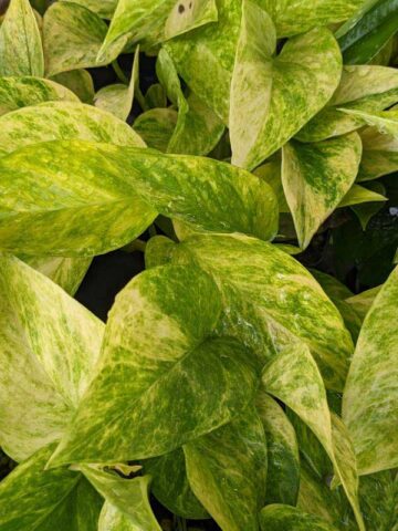 Alternative view of NEW Japan Robin Pothos Plant (epipremnum aureum)