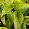 NEW Japan Robin Pothos Plant (epipremnum aureum)