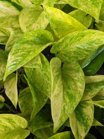 NEW Japan Robin Pothos Plant (epipremnum aureum)