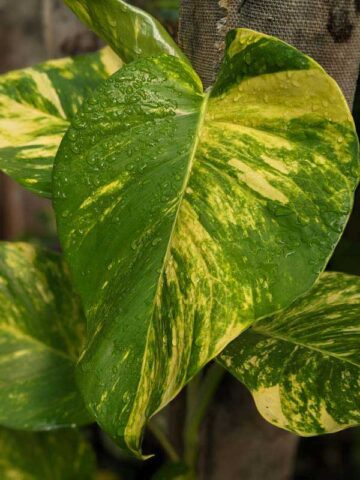 NEW Japan Sfida Pothos Pothos Plant (epipremnum aureum)