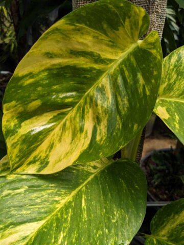 Alternative view of NEW Japan Sfida Pothos Pothos Plant (epipremnum aureum)