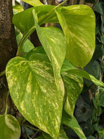 Alternative view of NEW Japan Valencia Pothos Plant (epipremnum aureum)