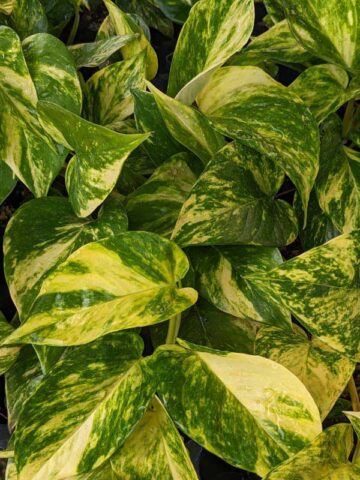 NEW Japan Valencia Pothos Plant (epipremnum aureum)