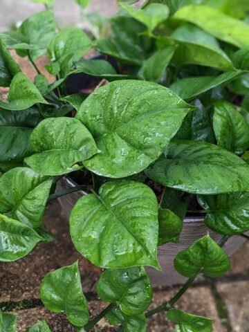 Alternative view of NEW European Wavy Jade Pothos Plant (epipremnum aureum)