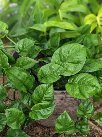 NEW European Wavy Jade Pothos Plant (epipremnum aureum)