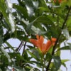 Lg. Butterfly Tree, Flor de Fuego (erblichia odorata)