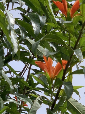 Lg. Butterfly Tree, Flor de Fuego (erblichia odorata)
