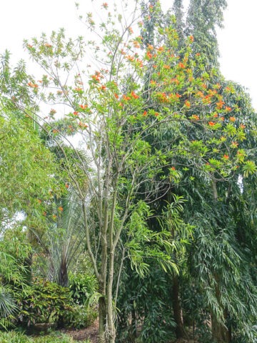 Alternative view of Lg. Butterfly Tree, Flor de Fuego (erblichia odorata)