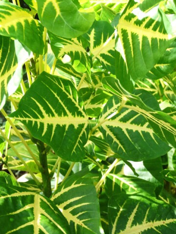 Lg. Variegated Indian Coral Tree (erythrina)