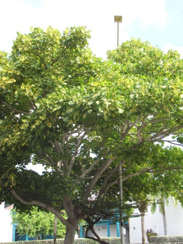 Alternative view of Lg. Variegated Indian Coral Tree (erythrina)