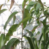 Lg. Eucalyptus Lemon Zest Tree (eucalyptus citriodora)