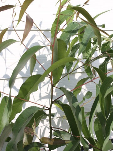Lg. Eucalyptus Lemon Zest Tree (eucalyptus citriodora)