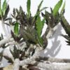 Lg. Fat Caudex Capsaintmariensis Cactus* (euphorbia capsaintmariensis)
