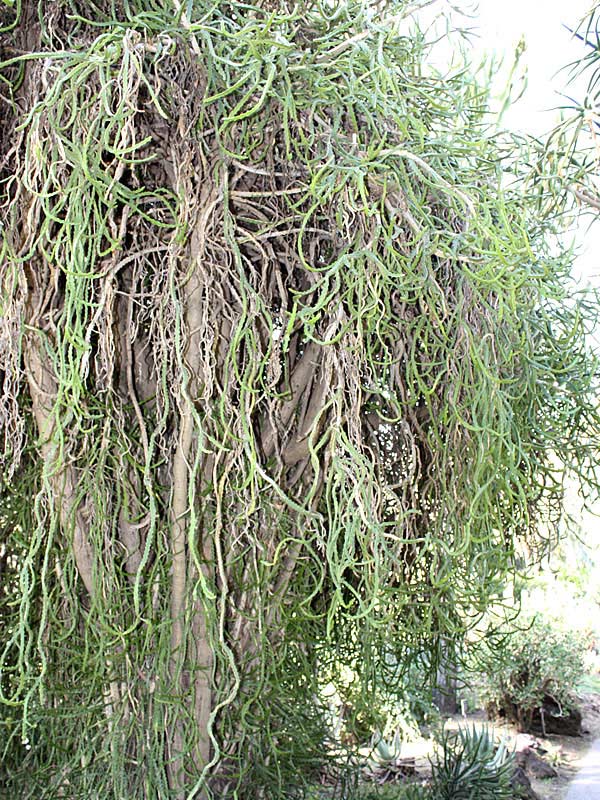 Lg. Bizarre Dancing Rain Tree Cactus* (euphorbia excelsa monstrosa) - Image 4