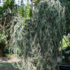 Bizarre Dancing Rain Tree Cactus* (euphorbia excelsa monstrosa)
