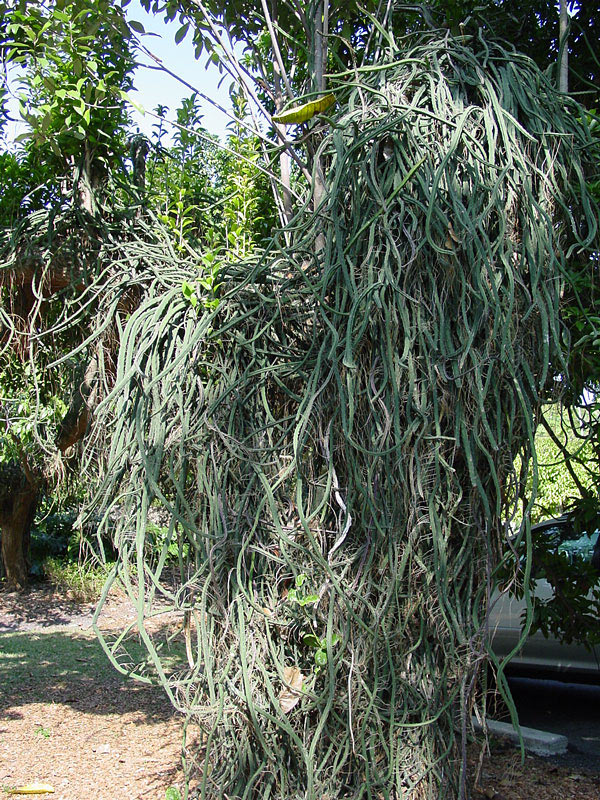 Lg. Bizarre Dancing Rain Tree Cactus* (euphorbia excelsa monstrosa) - Image 3
