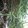 Lg. Bizarre Dancing Rain Tree Cactus* (euphorbia excelsa monstrosa)