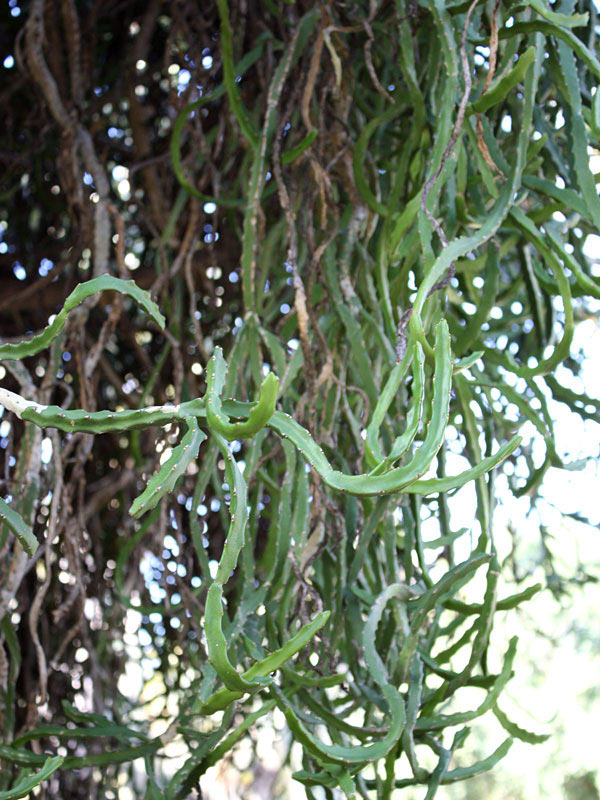 Lg. Bizarre Dancing Rain Tree Cactus* (euphorbia excelsa monstrosa)