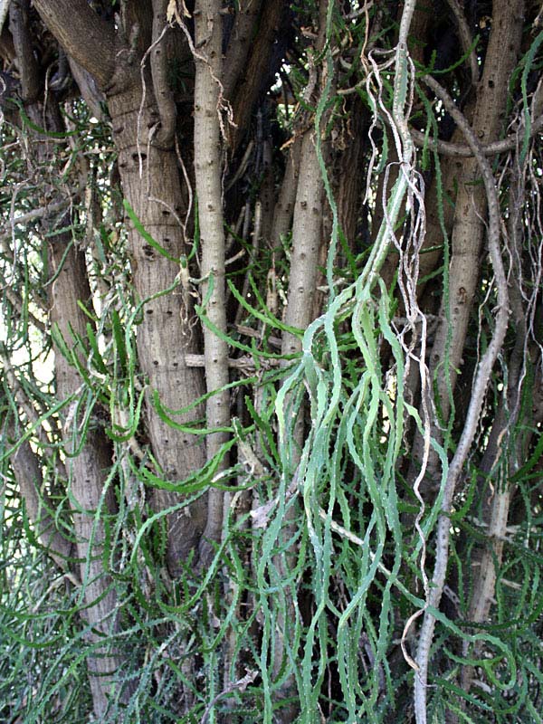 Lg. Bizarre Dancing Rain Tree Cactus* (euphorbia excelsa monstrosa) - Image 2